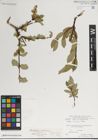 Foto von Salix karelinii Turcz. ex Stschegl.